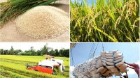 Các nước xuất khẩu gạo